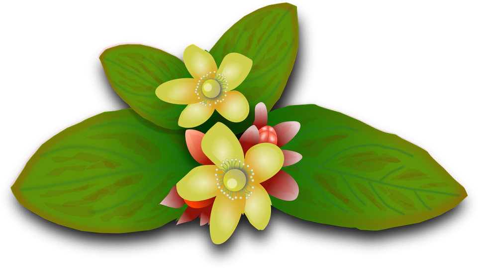 St John's Wort, Plants, Flowers, Floral, Flowery, Herbs - พืช สมุนไพร Png (1024x617)