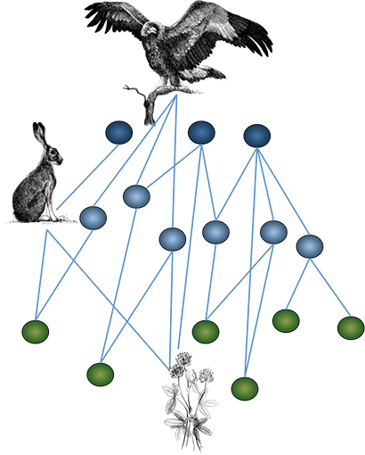Ecological Networks And Community Ecology - American Crow (410x510)