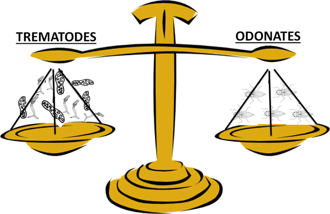 Parasite Ecology Larval Trematode Is Equal To - Surplus Vs Deficit (650x421)