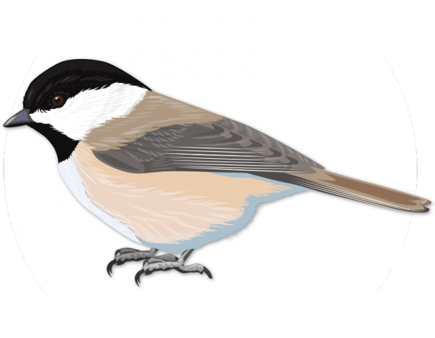 Songbird Clipart North Carolina - Carolina Chickadee (640x480)