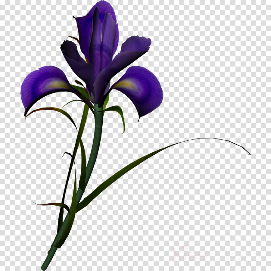 Lilac Iris Clipart Northern Blue Flag Iris Family Clip - Gray Fairy Tail Drawing (900x900)