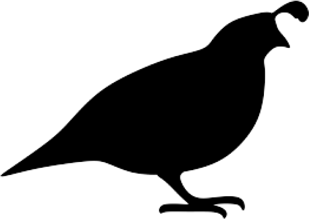 Quail Clipart Silhouette - Quail Silhouette Png (640x480)