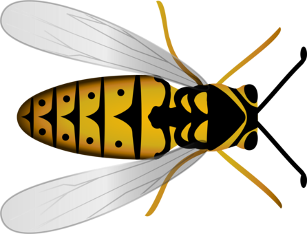 446 X 340 2 - Top Of A Bee (446x340)