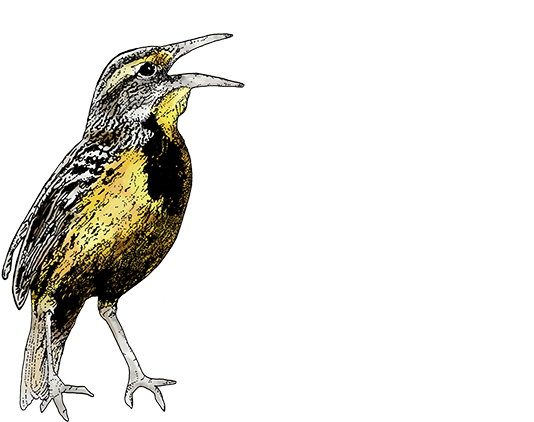 A Man With Music In His Soul - Eastern Meadowlark (550x446)