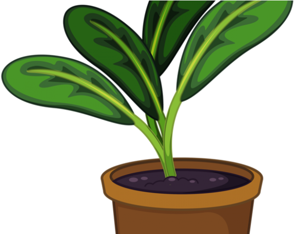 Pot Plant Clipart Stem Plant - Potted Plant Clipart Transparent Background  - (640x480) Png Clipart Download