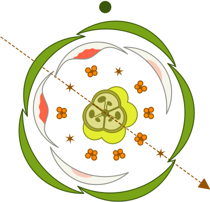 Floral Diagram Of A - Floral Diagram Of A (458x458)