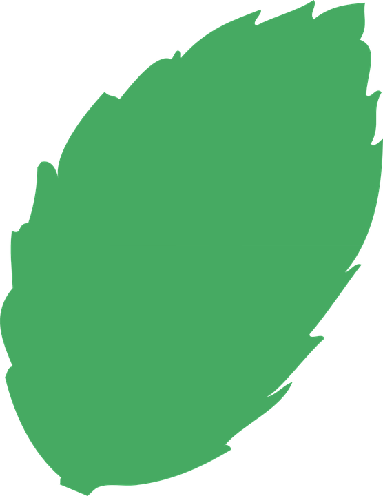 Leaf, Tree, Green Waste - Hoja De Arbol Png (556x720)
