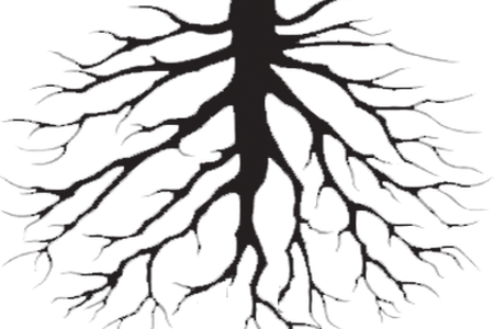 Pine With Roots K Pictures Full Hq - Transparent Background Root Clipart (450x300)