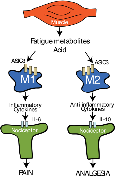 Macrophages Are Key Players Transparent Background - Macrophages And Pain (380x599)