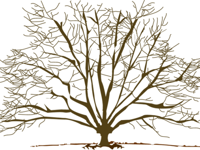 Transparent Winter Tree Clipart (640x480)