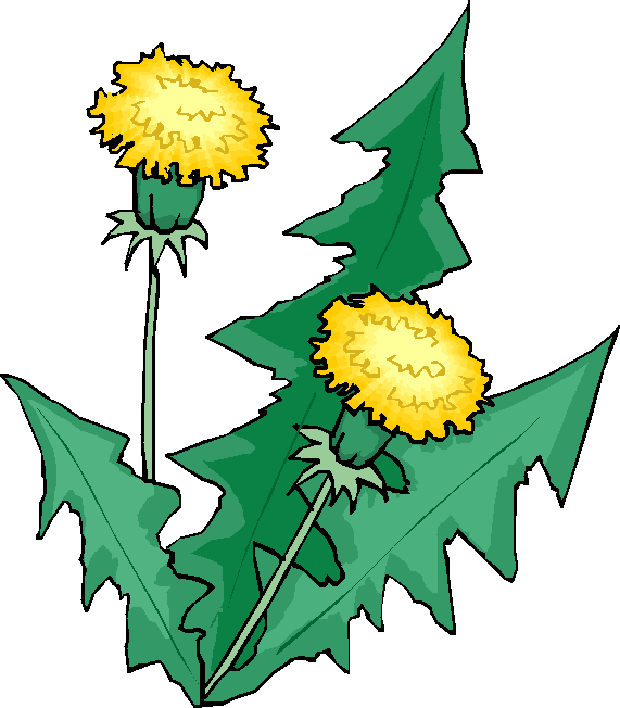 Almost Everyone In The World Either Owns Or Has Access - Nutrient Cycle Decomposer (571x652)