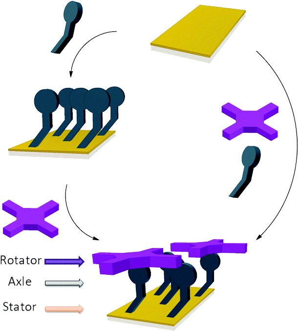 Bottom Up Assembly Of A Surface Anchored Supramolecular - Bottom Up Assembly Of A Surface Anchored Supramolecular (1104x695)