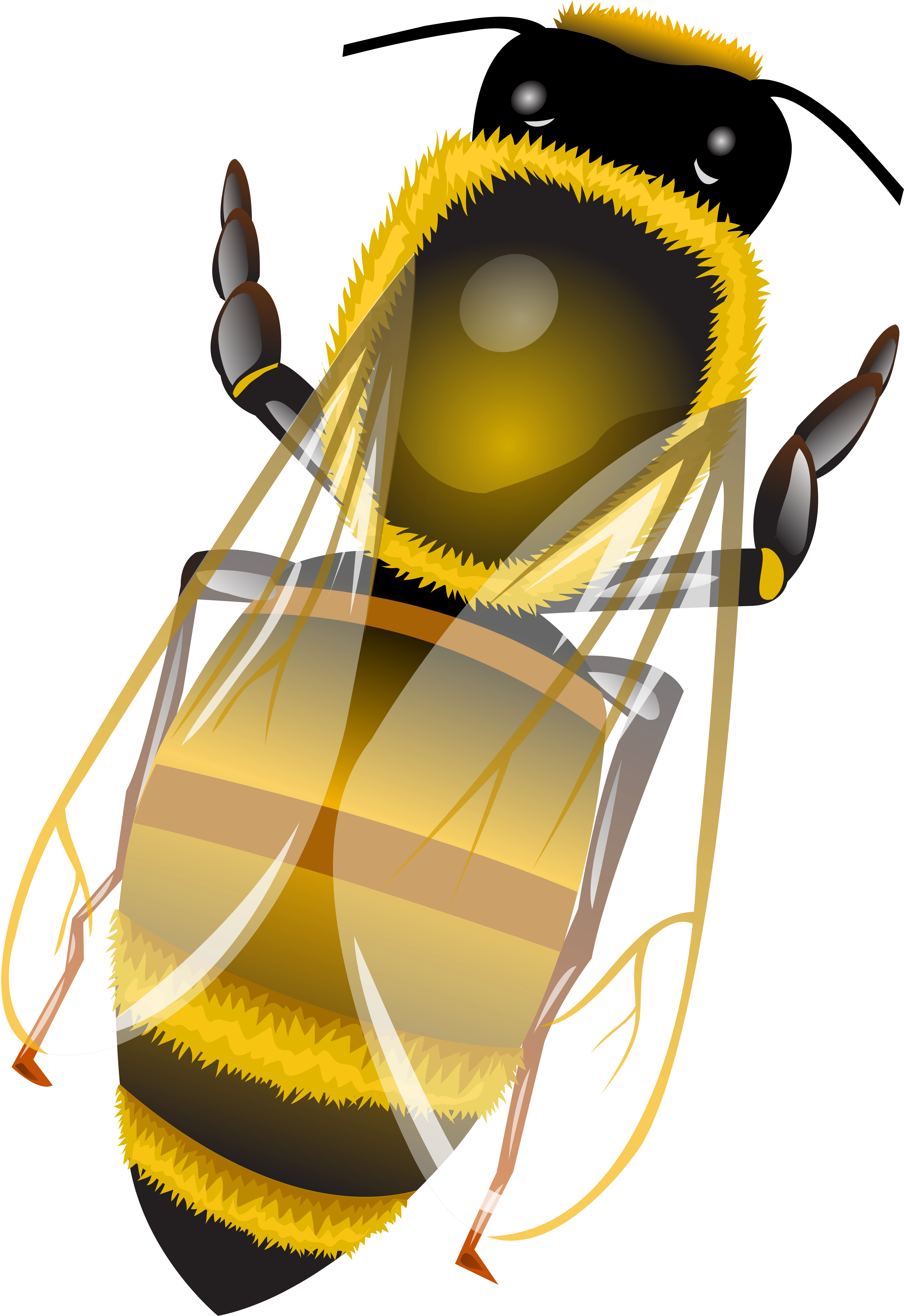 Bee Png Clip Art - Illustration (5522x8000)