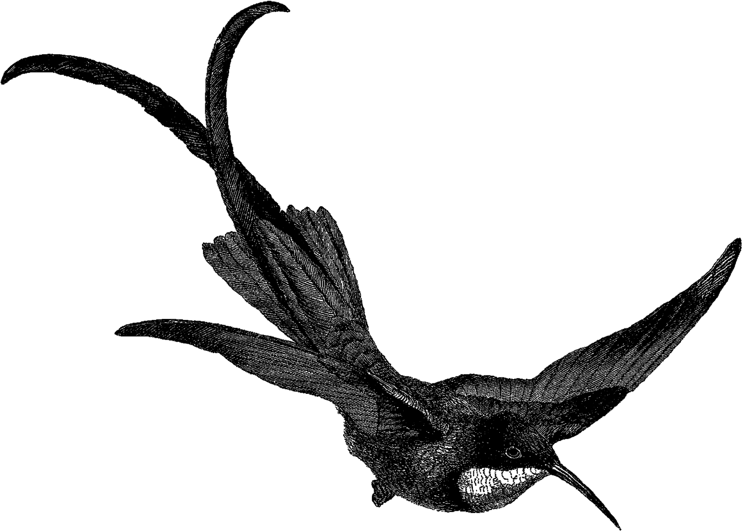 Hummingbird Bird Image Digital Download Illustration - European Swallow (1600x1167)