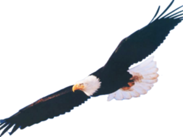 Bird Of Prey Clipart Transparent - Bald Eagle (640x480)