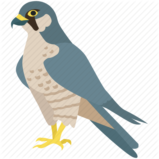 Duck Eagle Hawk Peregrine - Pigeons And Doves (512x512)