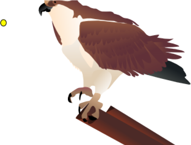 Falcon Clipart Kite Bird - Osprey Clip Art (640x480)