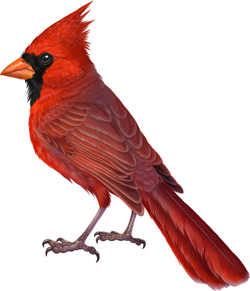 Brds Clipart Cardinal - Northern Cardinal Transparent Background (828x964)