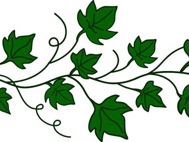 Ivy Clipart Watermelon Vine - Ivy Vine Cartoon (640x480)