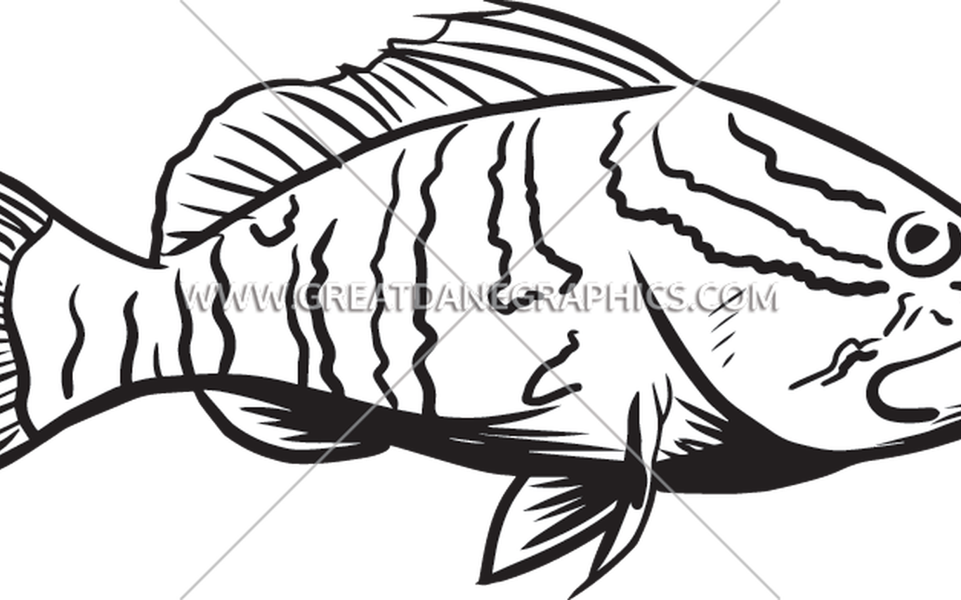 Bass Fishing Clip Art Library Huge Freebie Download - Grouper Line Art (1368x855)