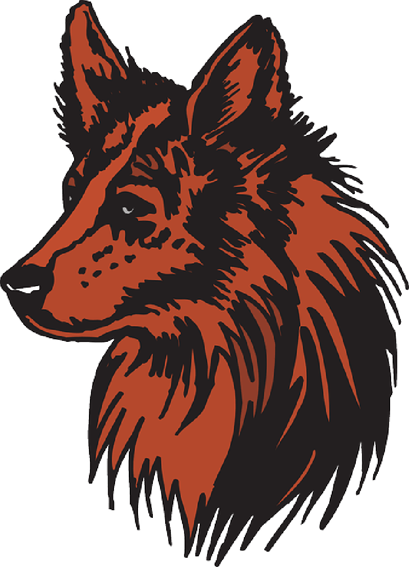 Coyote Head Clip Art - Cabeza De Zorro Png (800x1108)