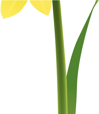 Daffodils Clipart Mayflower 3 2209 X 3123 Free Clip - Grass (640x480)