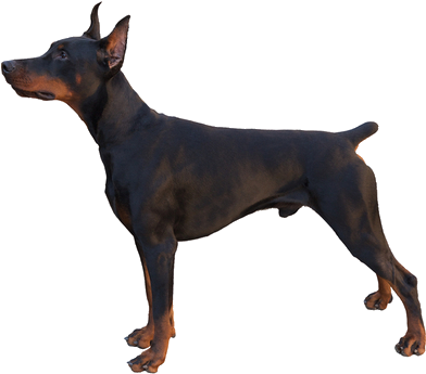 Pinscher Breed Facts And - Dog Without Tail (564x400)