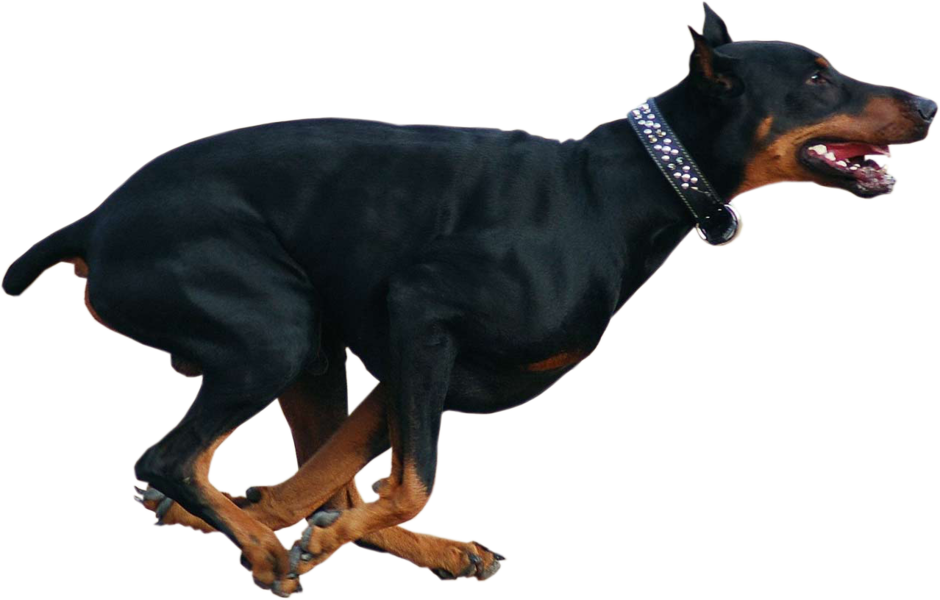 Dog Psd Official Psds - Doberman Dog Hd (940x600)