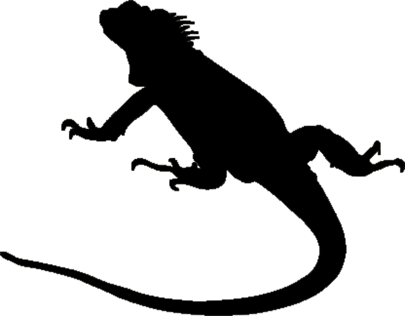 Iguana Silhouette Clipart 4 By Veronica - Iguana Silhouette (800x623)