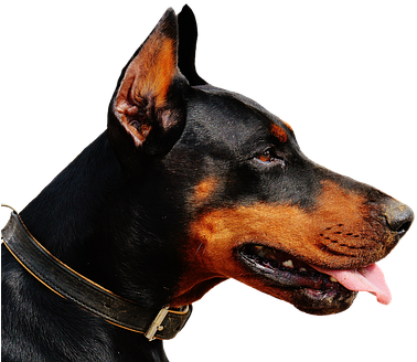 Doberman, Dog, Animal World, Animal, Hundeportrait, - Doberman Pinscher (403x340)