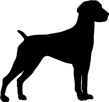German Wirehaired Pointer Silhouette - Boxer Decal (500x500)