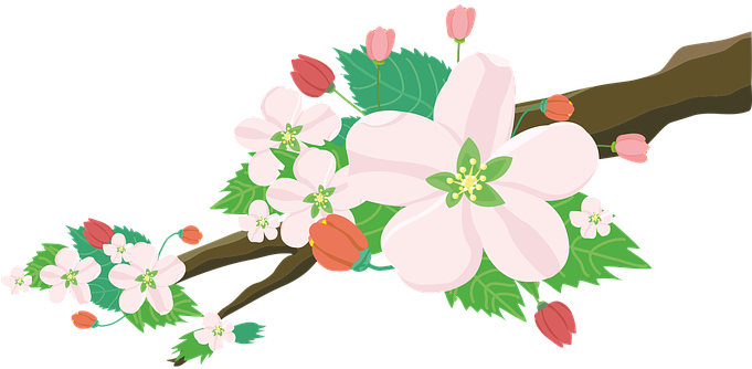 Apple, Blossoms, Flowers, Nature - Apple, Blossoms, Flowers, Nature (680x340)