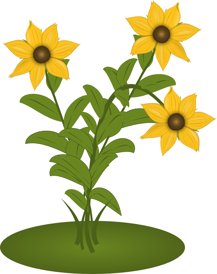 Black Eyed Susans - Sunflower (732x926)