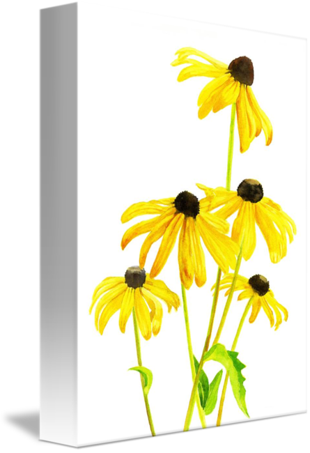 Yellow Black Eyed Susan By Sharon Freeman - Black Eyed Susans Art (445x650)