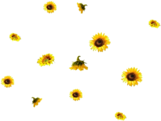 576 X 481 23 - Transparent Png Sunflower Overlay (576x481)