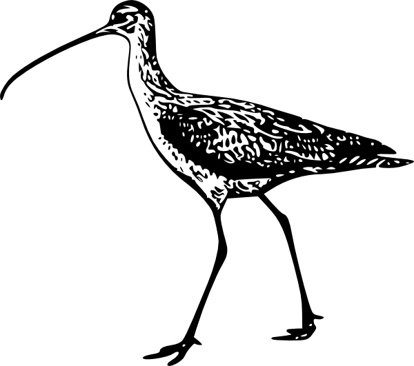 Walking Bird Clip Art - Long Billed Curlew Drawing (600x531)