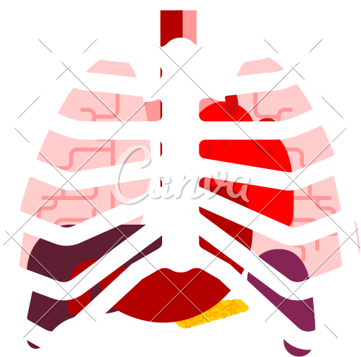 Rib Cage And Internal Organs - Organ (800x800)