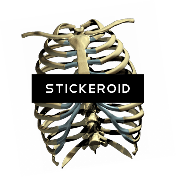 Rib Cage - Skeleton Ribs Cage Png (563x564)