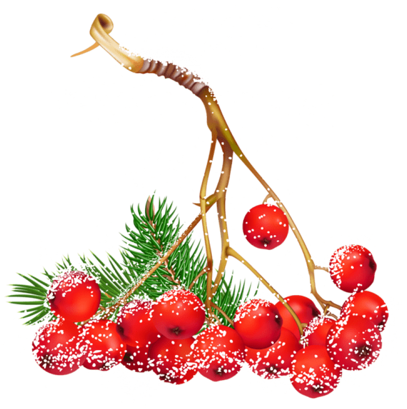 Free Png Transparent Christmas Snowy Holly Berries - Holly Berries Transparent Background (850x845)