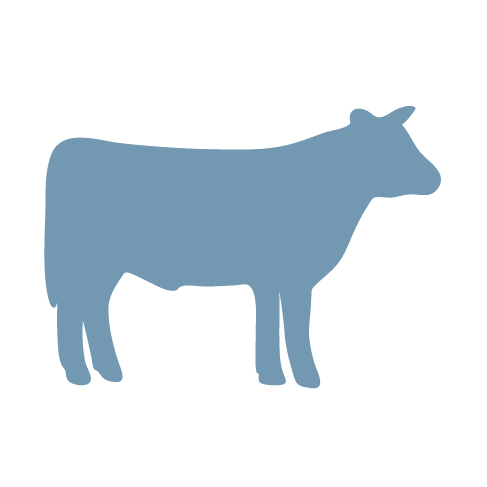 Fed Steer Challenge - Dairy Cow (487x487)