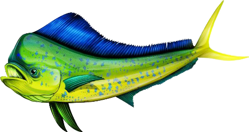 Whoa That Is One Good Looking T-top - Mahi Mahi Fish Art (500x266)