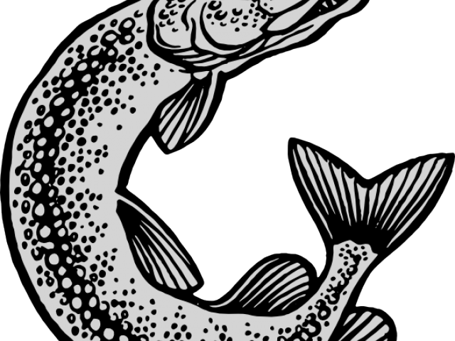 Northern Pike Clipart Jumping - Wappen Gimte (640x480)