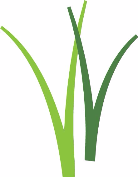 Wetlands Play An Important Role In Our Ecosystem And - Grass (568x568)