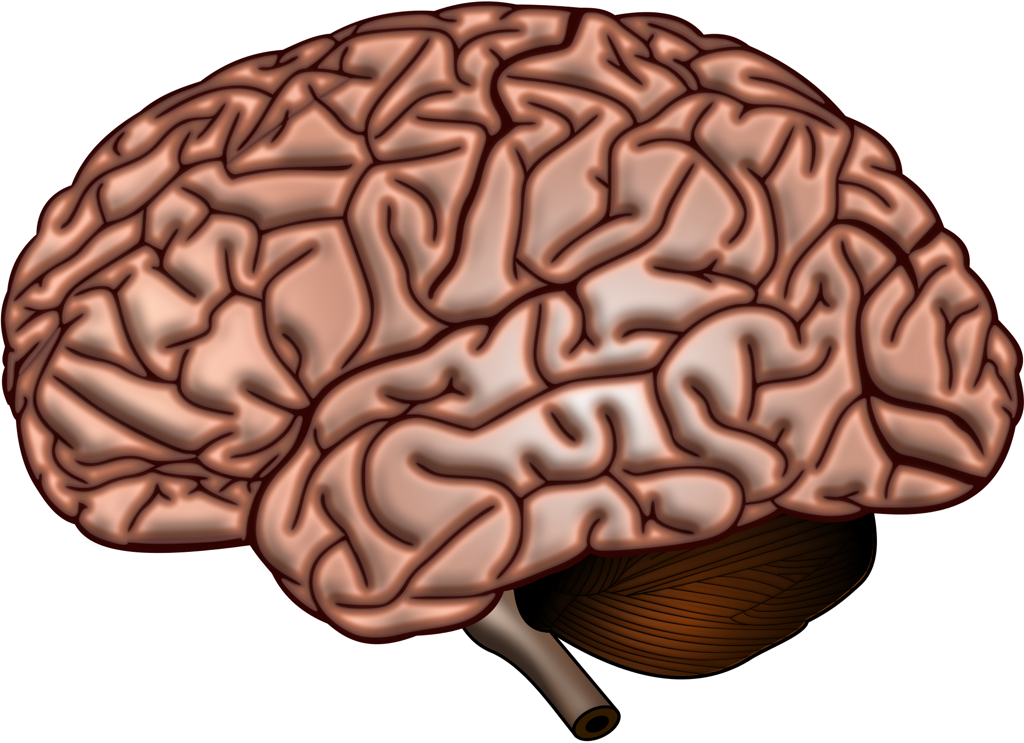 Brain download. Мозг без фона. Мозг анатомия.
