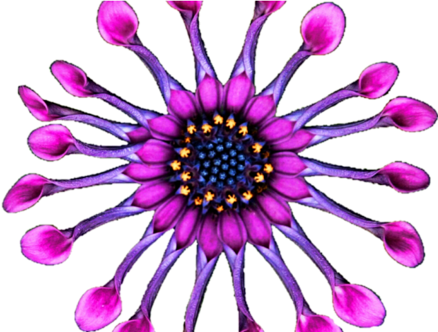 Purple Flower Clipart African Flower - Cerchi 18 Classe (640x480)