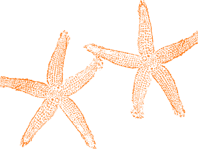 Starfish Clipart Orange Starfish - Star Fish Clip Art (640x480)