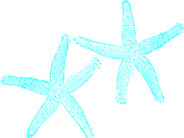Turquoise Clipart Starfish - Fish Clip Art (640x480)