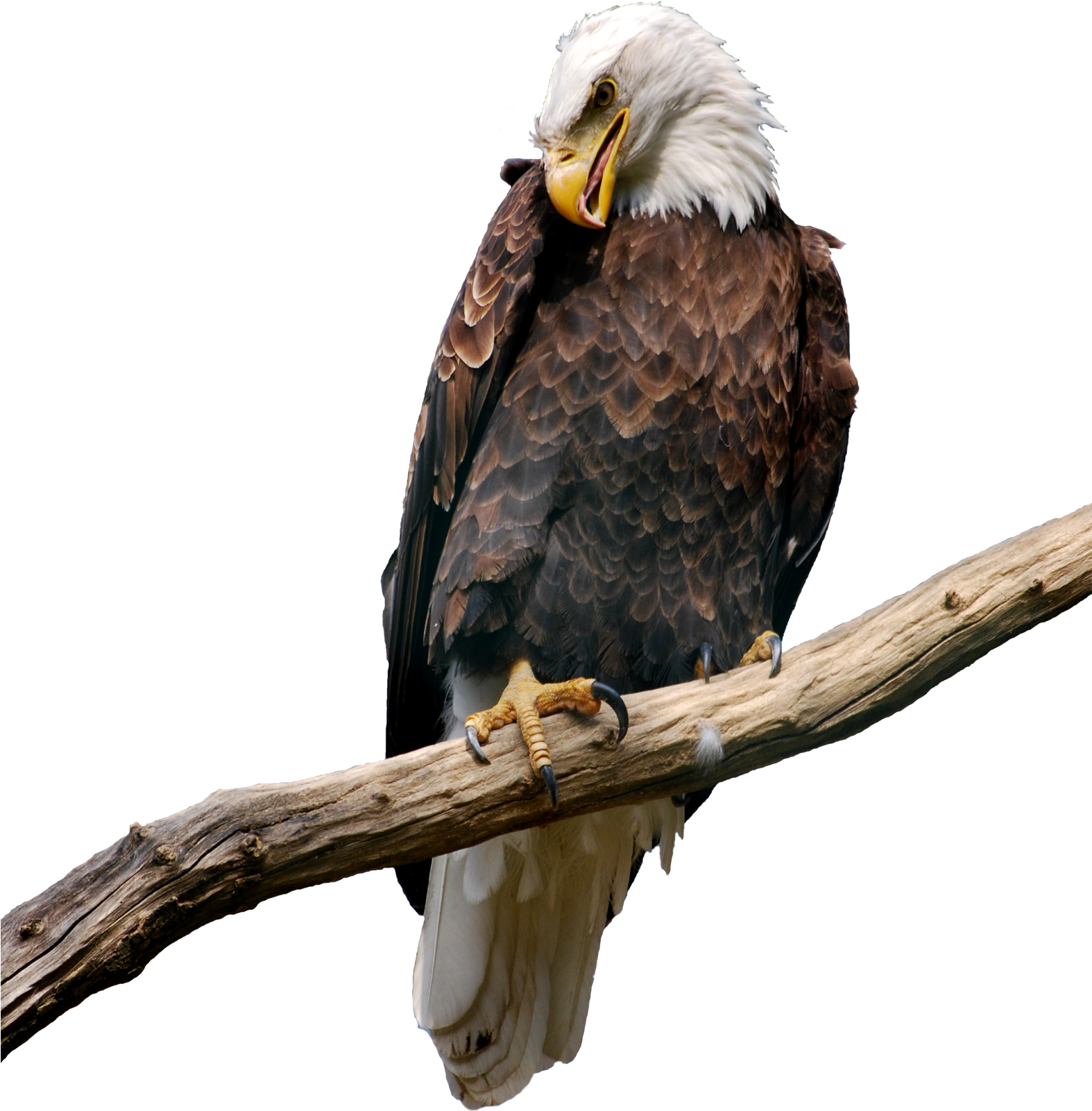 On Branch Png Picture Gallery Yopriceville High - Eagle On Branch (1573x1681)