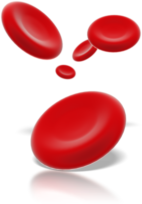 Body Cell Png Transparent Body Cellpng Images Pluspng - Red Blood Cells Clip Art (320x400)