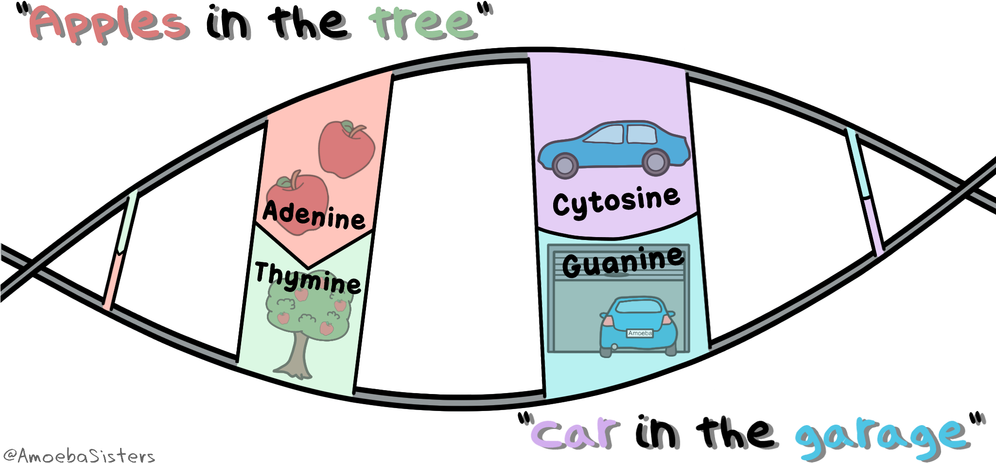 A Mnemonic Device To Remember The Dna Bases A Goes - Dna Base Pairing Mnemonic (2048x1024)